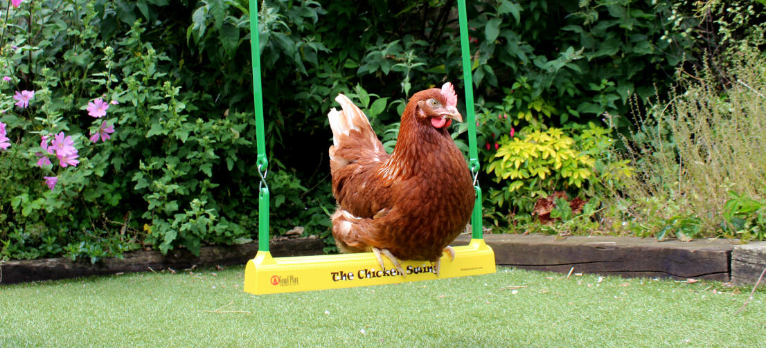 Une poule sur sa balançoire