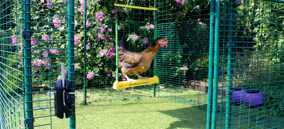 Une poule sur sa balançoire dans son grand enclos