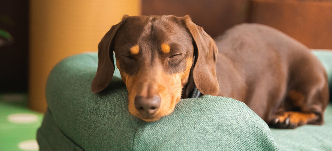 Teckel chocolat et feu, les yeux fermés, reposant sa tête sur le côté d’un panier Bolster vert.