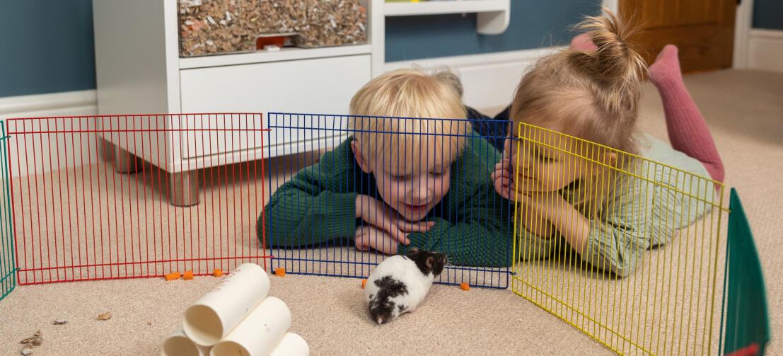 Deux enfants allongés regardant leur hamster dans un enclos coloré.