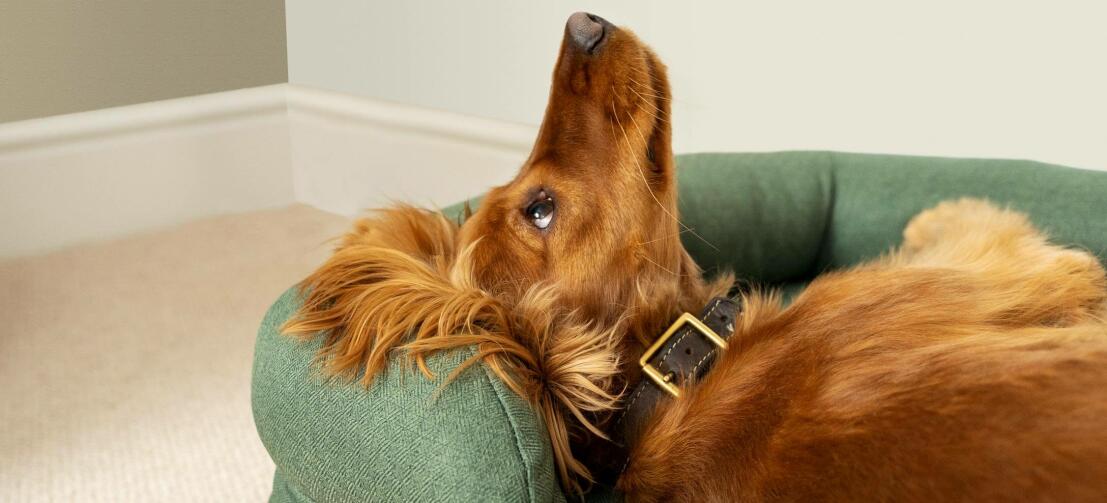 Cocker châtain couché sur le dos, le nez en l'air, sur un panier vert Cocker châtain couché sur le dos, le nez en l'air, sur un panier vert