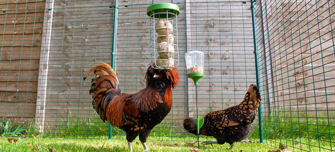 Le Caddi s'associera parfaitement avec les Jouets à Picorer Poppy et Pendant afin de satisfaire tous les besoins nutritionnels de vos poules.