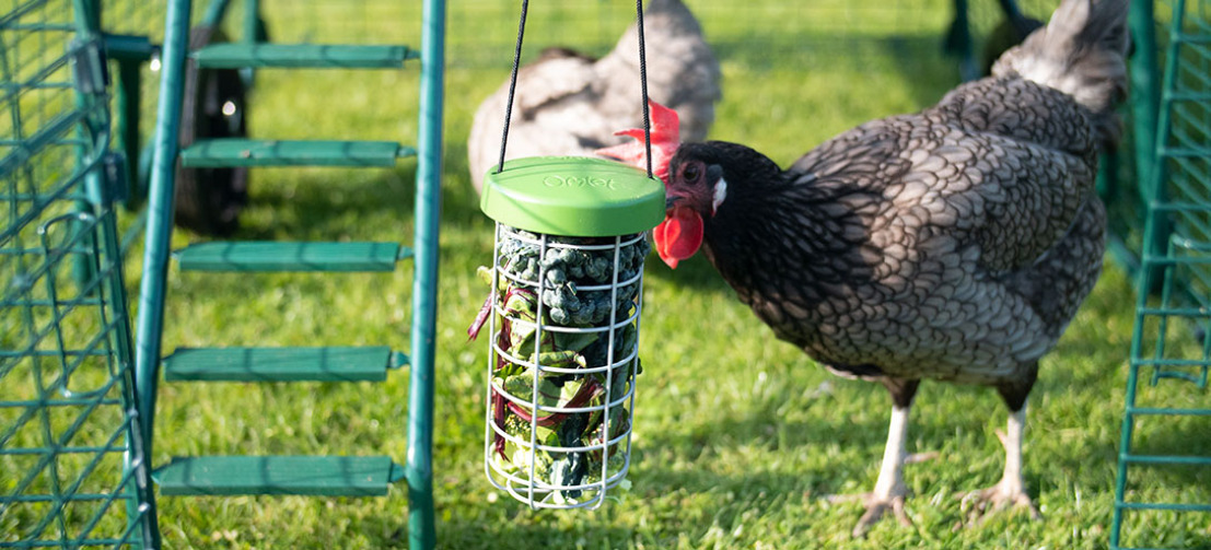 Le Caddi est une méthode propre et ordonnée pour nourrir vos poules mais il leur permet aussi de s'amuser pendant des heures ! Le Caddi est une méthode propre et ordonnée pour nourrir vos poules mais il leur permet aussi de s'amuser pendant des heures !