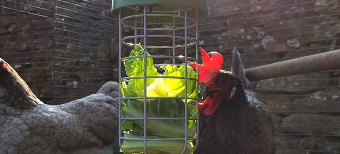 Le distributeur se balance doucement pendant que les poules picorent. Elles adoreront relever ce défi amusant ! Le distributeur se balance doucement pendant que les poules picorent. Elles adoreront relever ce défi amusant !