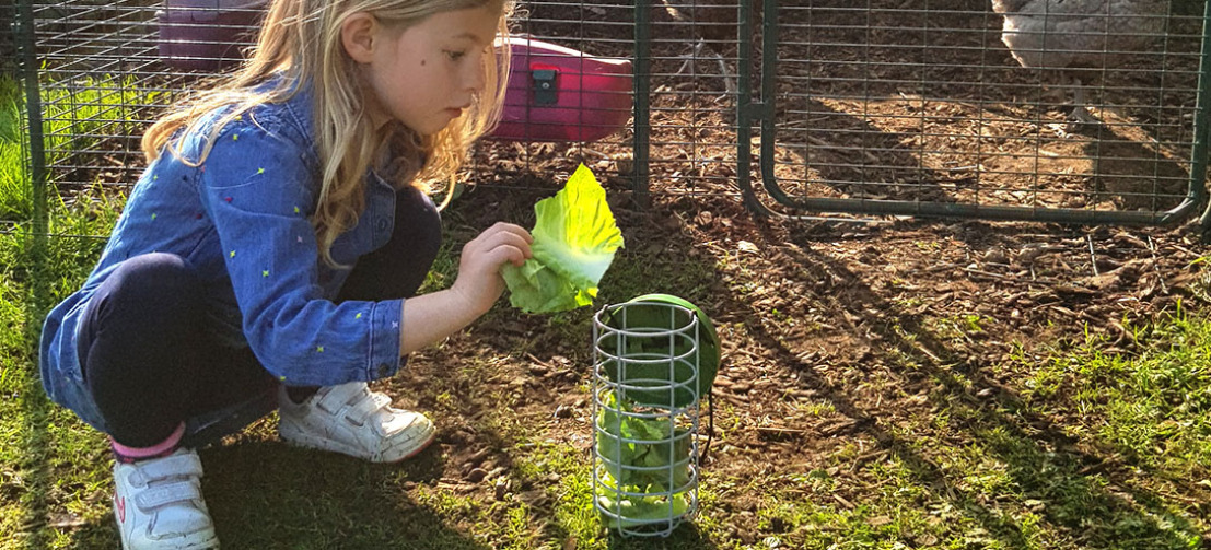 Les enfants seront ravis de remplir le Caddi de délicieuses friandises et de regarder ensuite leurs poules s'amuser comme des folles à essayer de les picorer ! Les enfants seront ravis de remplir le Caddi de délicieuses friandises et de regarder ensuite leurs poules s'amuser comme des folles à essayer de les picorer !