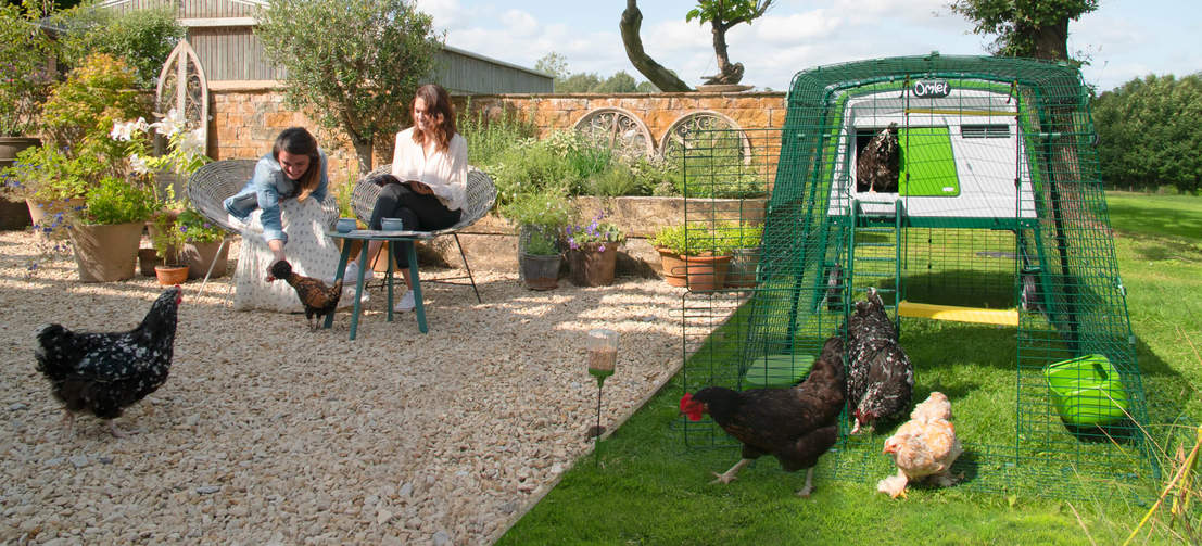 Le grand poulailler Eglu Cube peut accueillir jusqu’à 10 poules et facilite l’élevage. Le grand poulailler Eglu Cube peut accueillir jusqu’à 10 poules et facilite l’élevage.