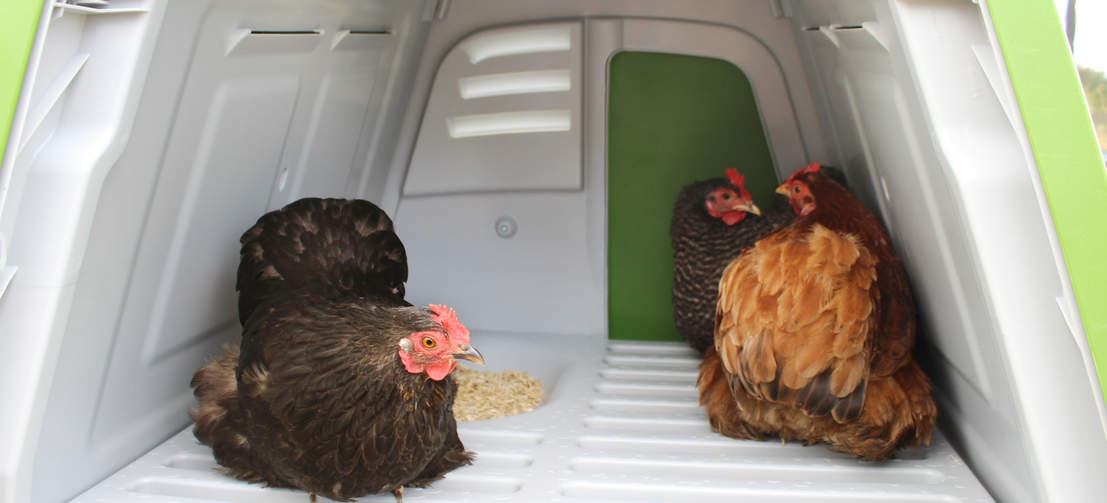 Le poulailler Eglu Go UP dispose de perchoirs en plastique confortables et d’un nichoir et peut accueillir jusqu’à 4 poules de taille moyenne.
