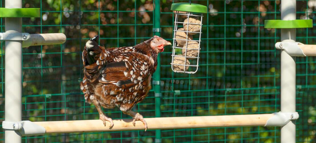 Un poulet assis sur le perchoir du système Poletree tout en picorant des boules de friandises dans le support de friandises Caddi