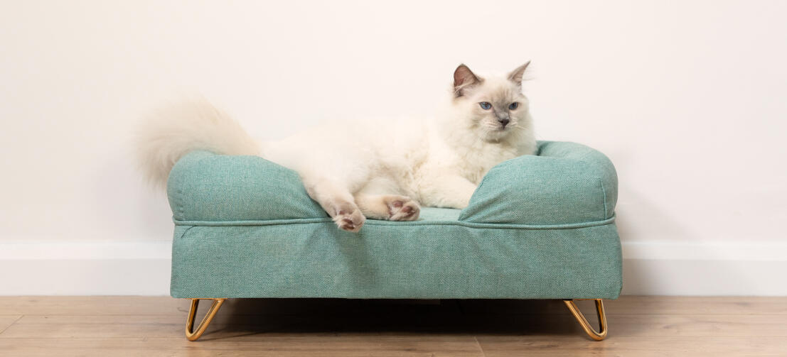 Mignon chat blanc duveteux assis sur un lit pour chat en mousse à mémoire de forme bleu sarcelle avec Gold pieds en épingle à cheveux