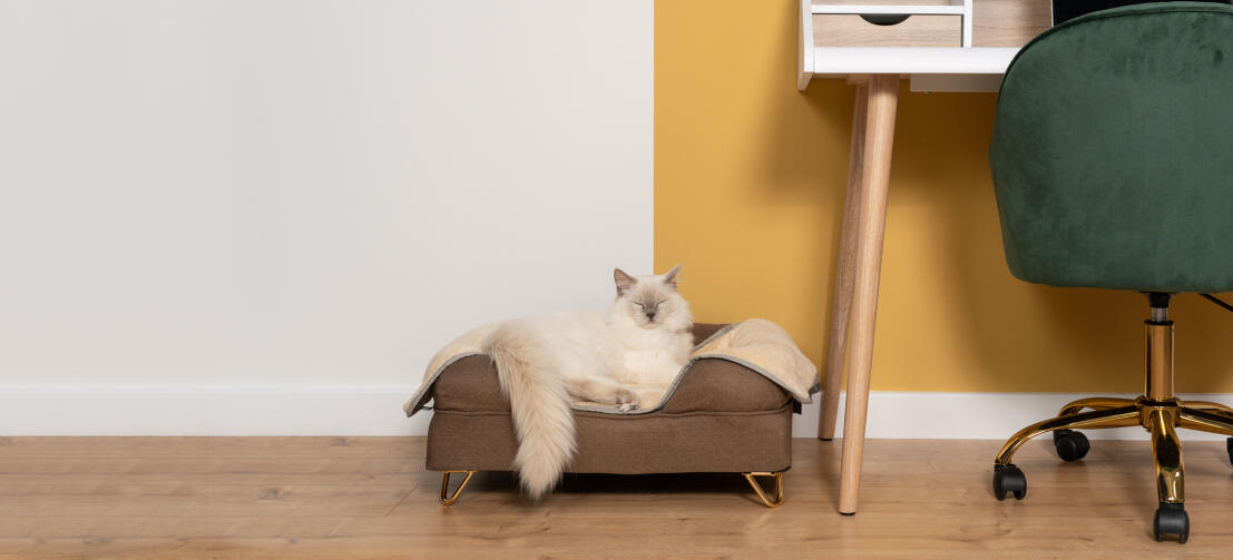 Mignon chat blanc en peluche assis sur un lit à traverses pour chat en mousse à mémoire de forme de couleur moka avec pieds en laiton