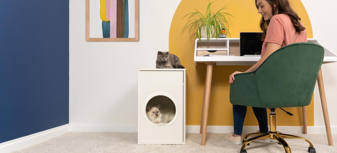 Mignon chat blanc duveteux assis à l'intérieur d'une maison d'intérieur pour chats Maya tandis que le chat gris est assis sur le dessus