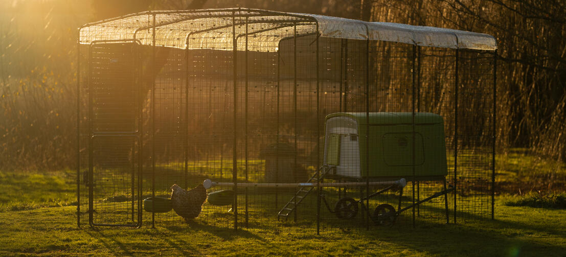 Eglu Cube poulailler à l'intérieur d'un enclos avec un couvercle transparent sur le dessus et un coucher de soleil en arrière-plan