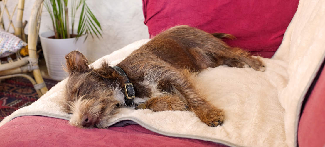 Protégez vos meubles des poils de chien et des pattes boueuses avec cette couverture de luxe. Protégez vos meubles des poils de chien et des pattes boueuses avec cette couverture de luxe.