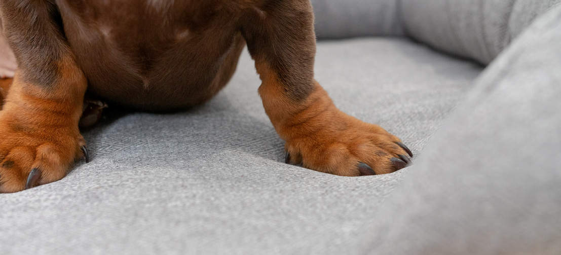 Le matelas en mousse à mémoire de forme épouse les contours de votre chien pour un repos sans pareil.
