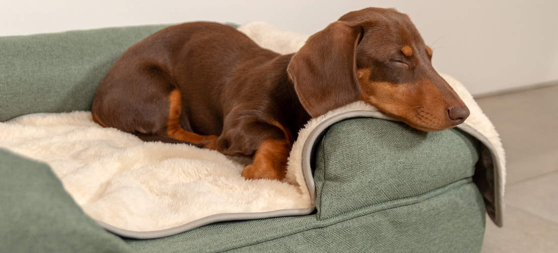 Votre chien profitera d'un repos sans égal grâce à la couverture de luxe extra douce pour chiens. Votre chien profitera d'un repos sans égal grâce à la couverture de luxe extra douce pour chiens.