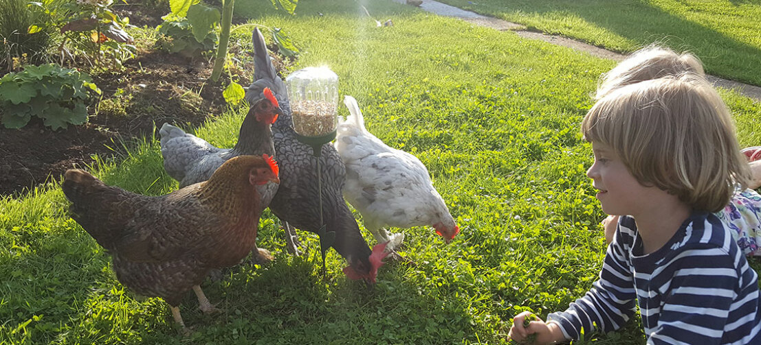 Le Jouet à Picorer Elvis vous permet de passer du temps avec vos poules pendant qu'elles se régalent de friandises