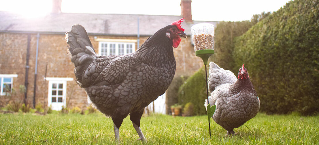 Le jouet pour enclos Elvis stimulera les instincts naturels des poules à picorer