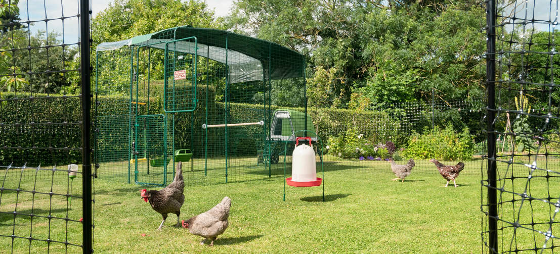 Filet pour volaille Poultry - 25m