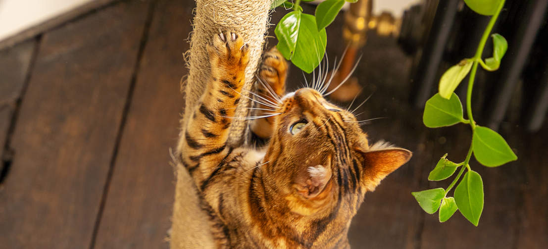 Chat grattage sisal de Freestyle intérieur plancher au plafond arbre à chat