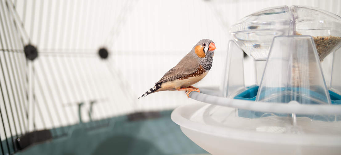 Abreuvoir mangeoire design pour cage oiseaux - Petits Compagnons