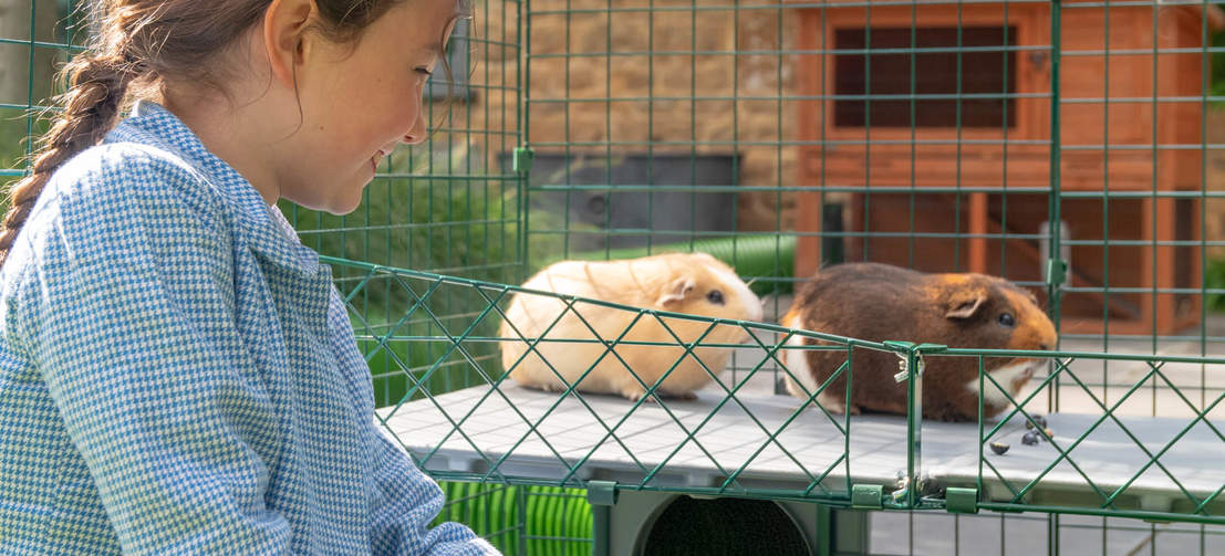 Les enfants adoreront pouvoir s'amuser avec leurs cochons d'Inde sans avoir à se baisser.