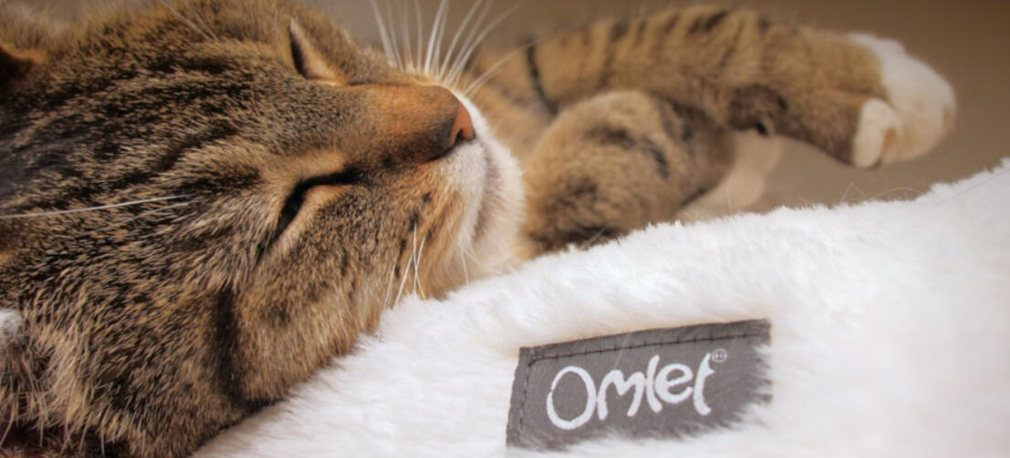 Gros plan d'un chat qui dort sur un lit douillet en forme de donut Maya