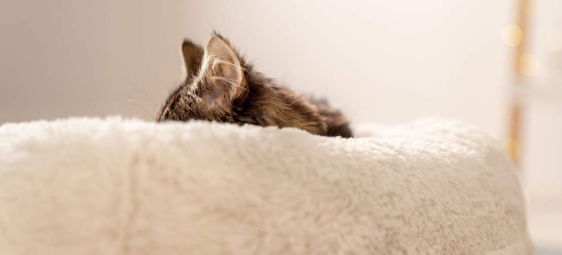 Les chats et chattons dorment 80% de la journée, ils ont donc besoin de se reposer dans un nid douillet comme le lit Maya Donut.