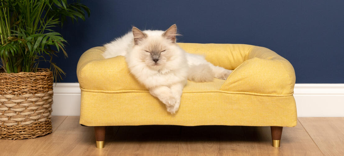 Mignon chat blanc en peluche assis sur un lit à traversin en mousse à mémoire de forme jaune moelleux avec pieds en laiton
