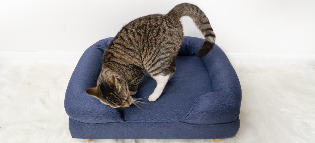 Chat mignon qui s'installe confortablement sur un traversin pour chat en mousse à mémoire de forme bleu nuit
