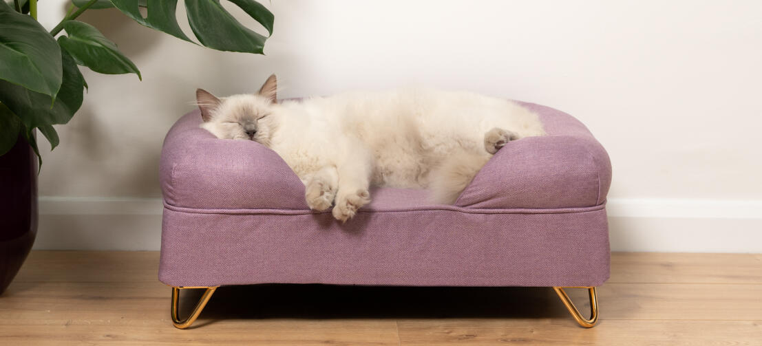 Mignon chat blanc en peluche qui dort sur un lit à mémoire de forme en mousse lavande lilas pour chat avec Gold pieds en épingle à cheveux