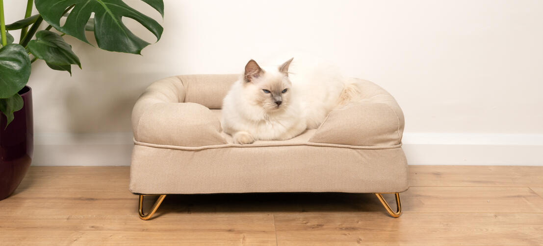 Mignon chat blanc en peluche assis sur un lit traversin beige naturel pour chat avec Gold hairpin feet