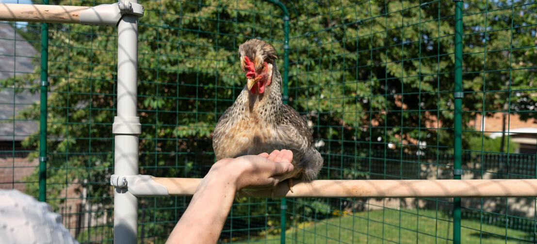 Poulet perché sur Poletree système de divertissement pour poulet alors qu'une personne lui tend la main