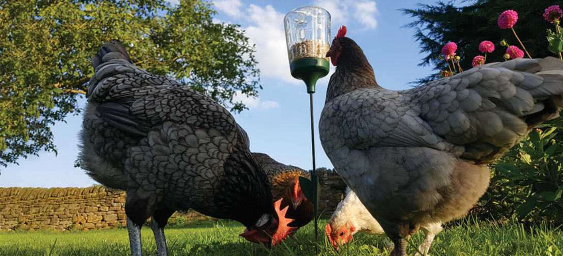 Poulets avec Omlet jouet à picorer