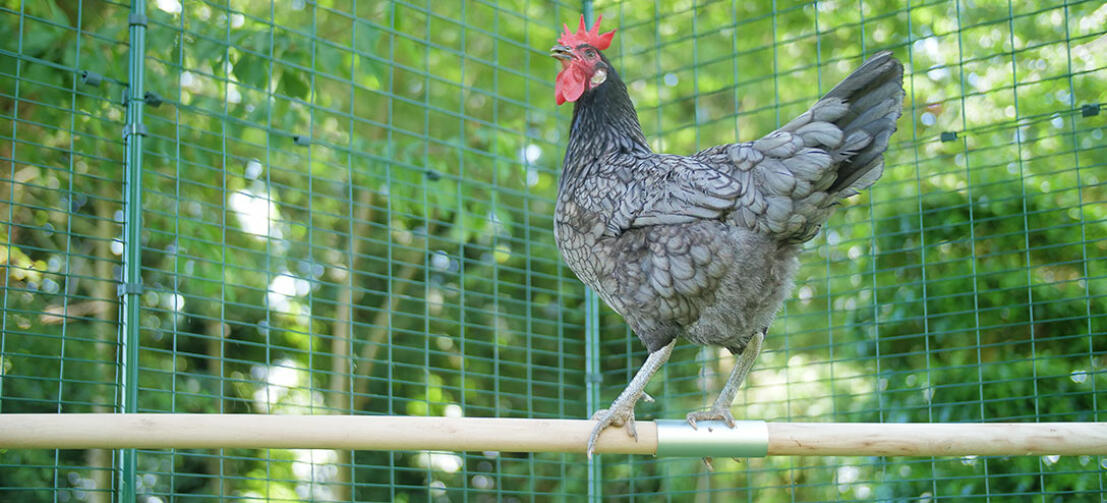 Une poule fière comme un coq sur son perchoir de 2m