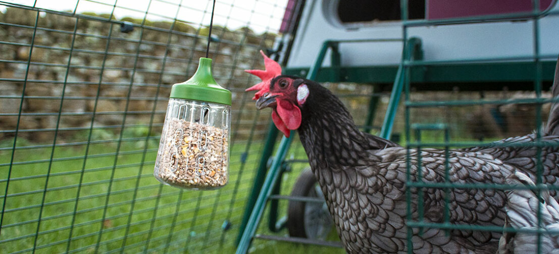 Le Jouet à Picorer Rocky ajoute de l'attrait à l'enclos de vos poules