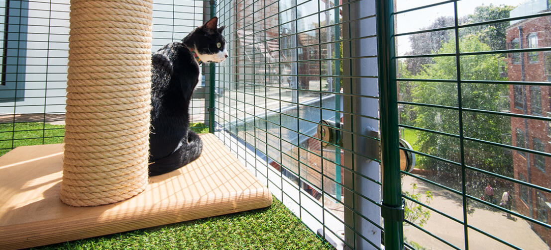 Votre chat sera ravi de pouvoir prendre l'air et il adorera explorer son nouvel environnement sécurisé sur votre balcon.