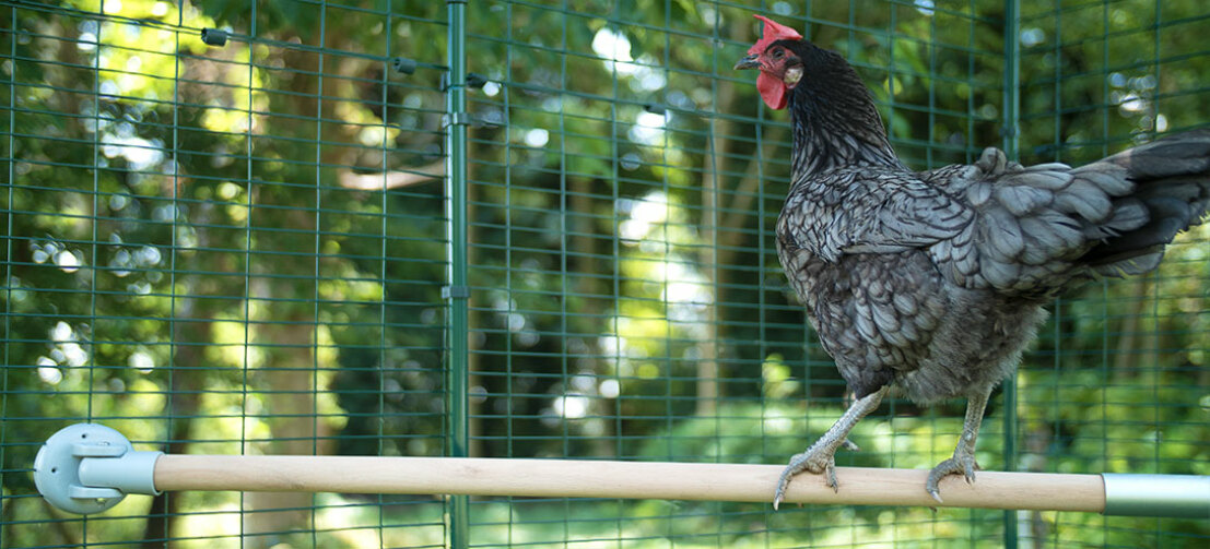 Accroché dans l'enclos des poules, le perchoir d'Omlet leur permet de satisfaire leur besoin naturel de prendre de la hauteur