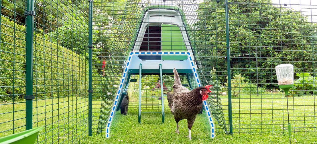 Vous pouvez fixer n'importe quel Poulailler Eglu à votre Grand Enclos Pour Poules à l'aide d'un Kit de Connexion.