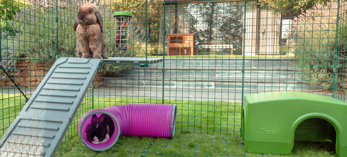 Flopsy aime observer le jardin depuis son coin. Thumper quant à lui se repose dans son tunnel bien à l’ombre. Flopsy aime observer le jardin depuis son coin. Thumper quant à lui se repose dans son tunnel bien à l’ombre.
