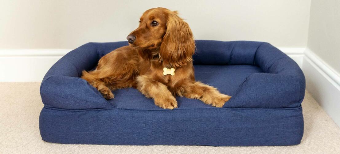 Épagneul cocker châtain couché sur un panier pour chien bleu foncé Épagneul cocker châtain couché sur un panier pour chien bleu foncé