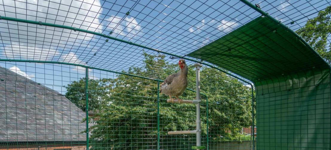 Des poulets à l'intérieur de l'entrée pleine hauteur.