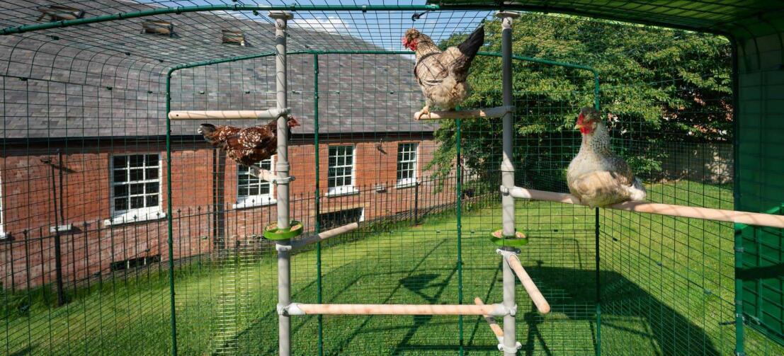 Poulets assis sur des perchoirs de Poletree dans un poulailler à pied