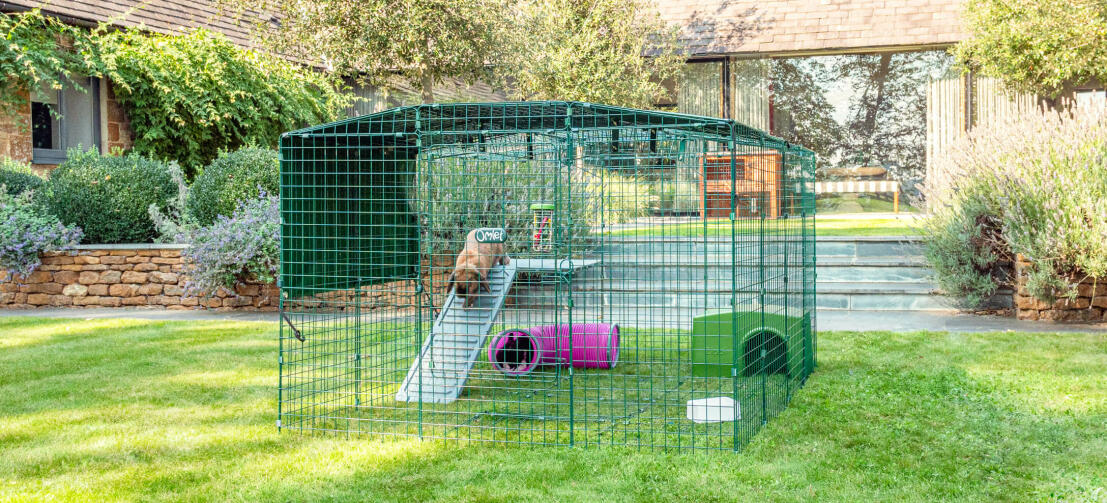 Lapin jouant dans le parcours accessoirisé avec des plateformes et des jouets