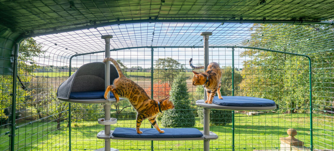 Chats grimpant sur le site Freestyle arbre à chat extérieur dans un catio dans le jardin