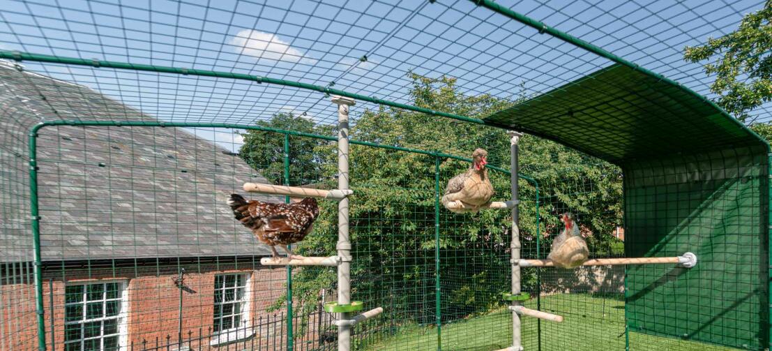 Poulets utilisant le perchoir Poletree à l'intérieur d'un poulailler.