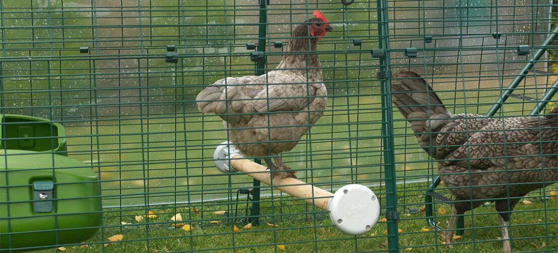 Une bantam perchée dans l'enclos de l'Eglu Cube