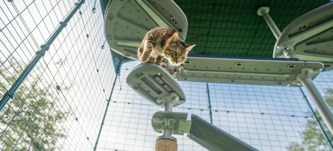 Chat qui descend Freestyle arbre à chat extérieur dans Omlet catio extérieur dans le jardin