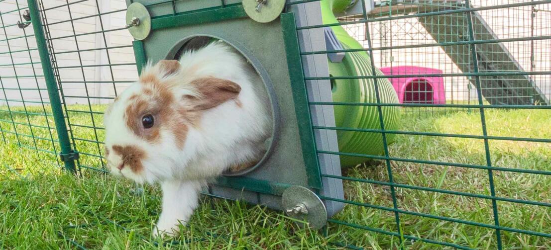 Lapin entrant dans un parcours extérieur relié à un clapier à lapins avec un tunnel