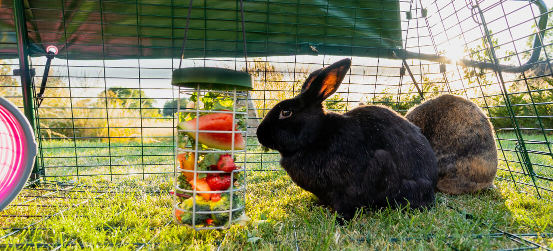 Un lapin noir mangeant des feuilles et des tranches de pastèque dans un porte-bonbons Caddi accroché à l'intérieur de l'enclos.