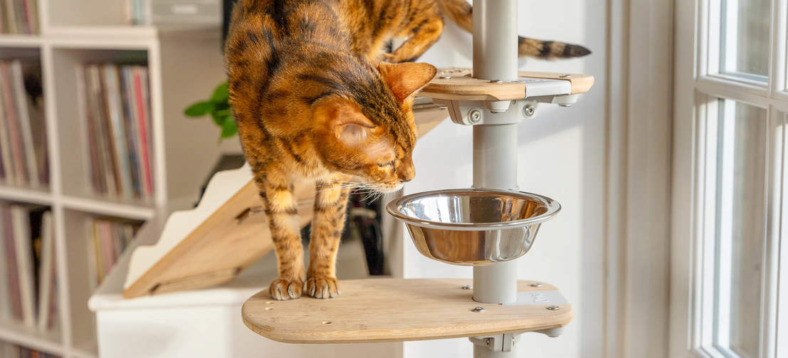 Chat enquêtant bol de Freestyle intérieur plancher plafond arbre à chat
